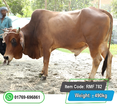 Picture of Local Bull (দেশি ষাঁড়) 490KG