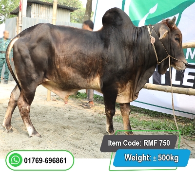 Picture of Local Bull (দেশি ষাঁড়) 500KG