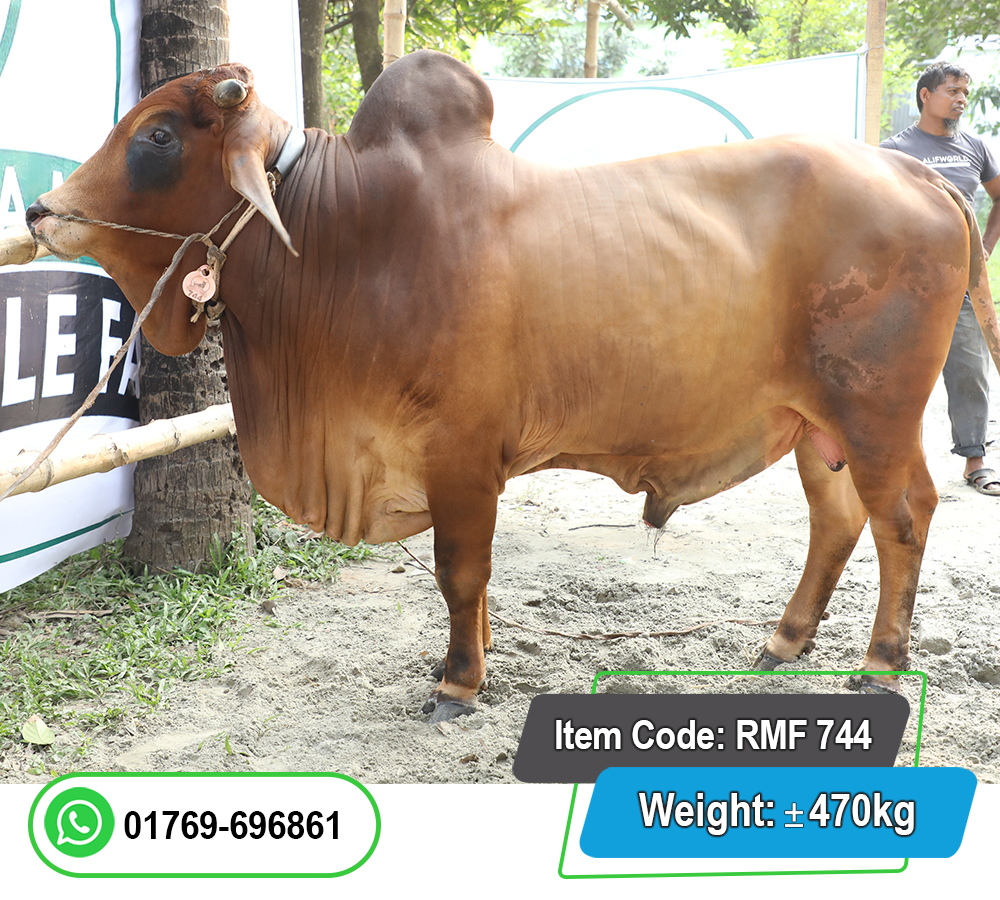 Picture of Local Bull (দেশি ষাঁড়) 470KG