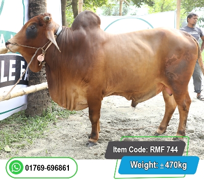 Picture of Local Bull (দেশি ষাঁড়) 470KG