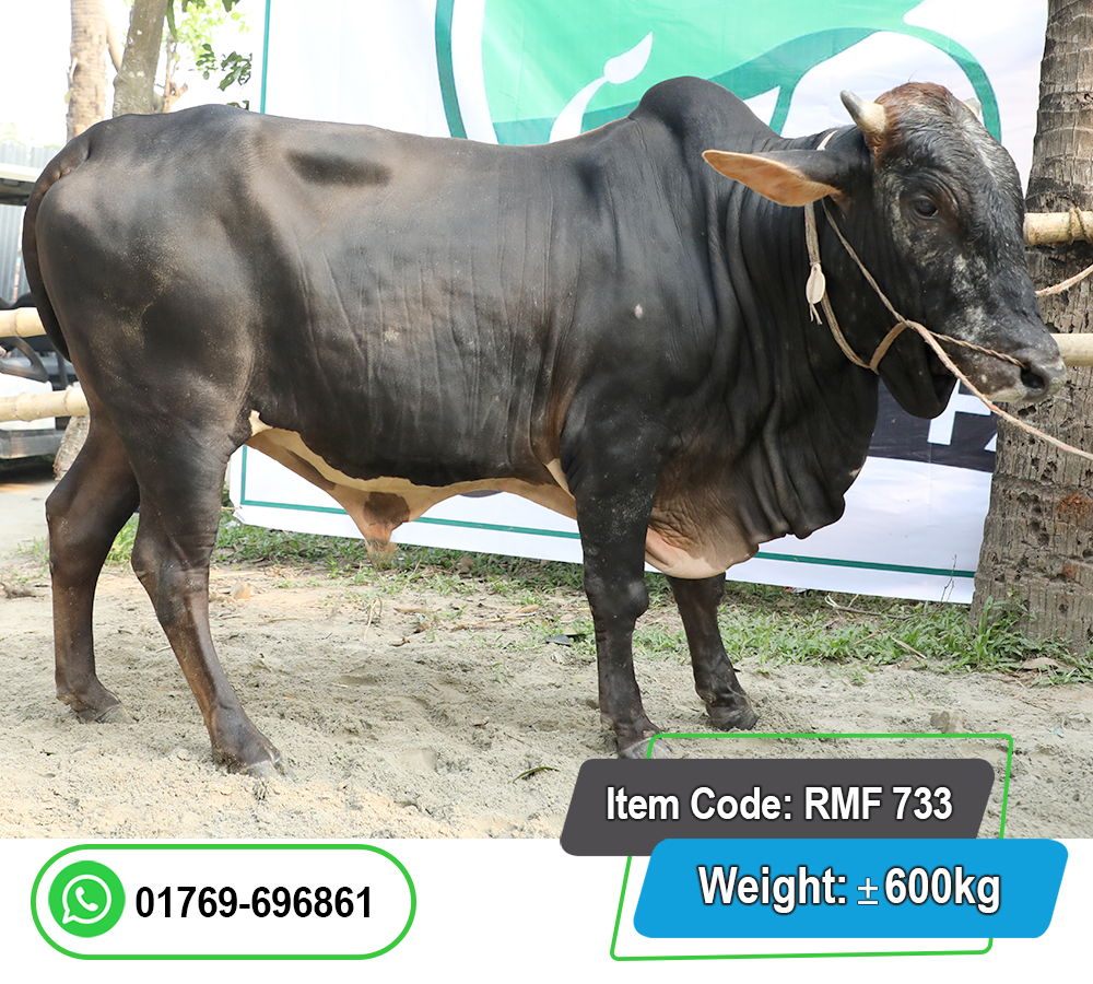 Picture of Local Bull (দেশি ষাঁড়) 600KG