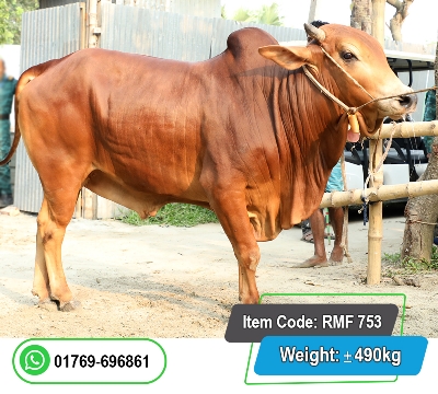 Picture of Local Bull (দেশি ষাঁড়) 490KG