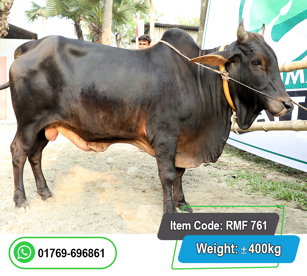 Picture of Local Bull (দেশি ষাঁড়) 400KG