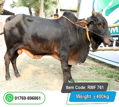Picture of Local Bull (দেশি ষাঁড়) 400KG