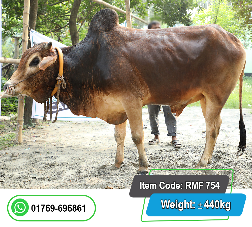 Picture of Local Bull (দেশি ষাঁড়) 440KG