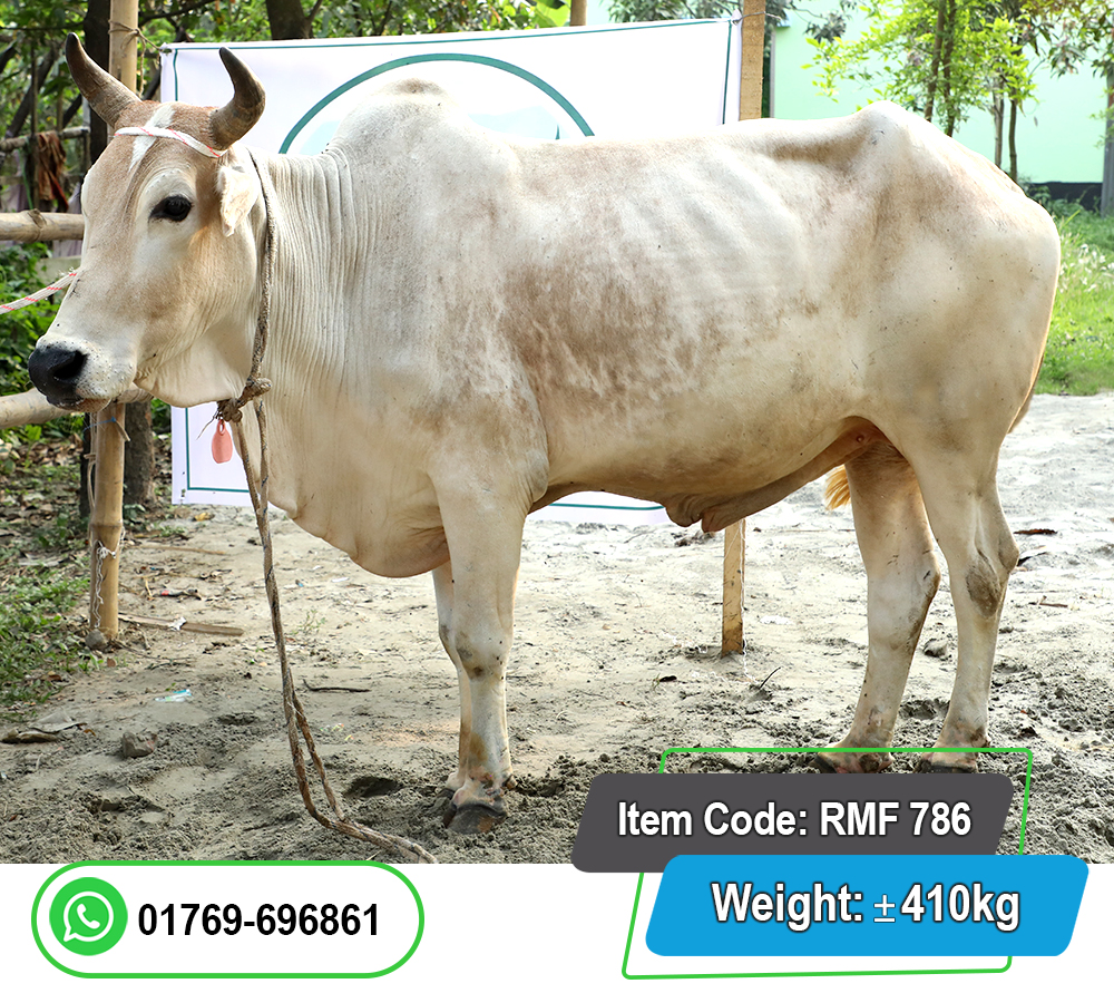 Picture of Local Bull (দেশি ষাঁড়) 410KG
