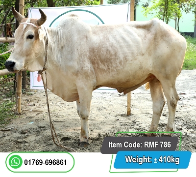 Picture of Local Bull (দেশি ষাঁড়) 410KG