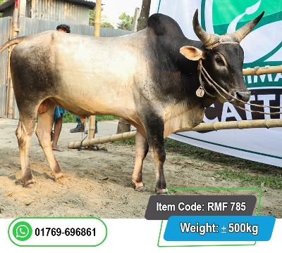 Picture of Local Bull (দেশি ষাঁড়) 500KG