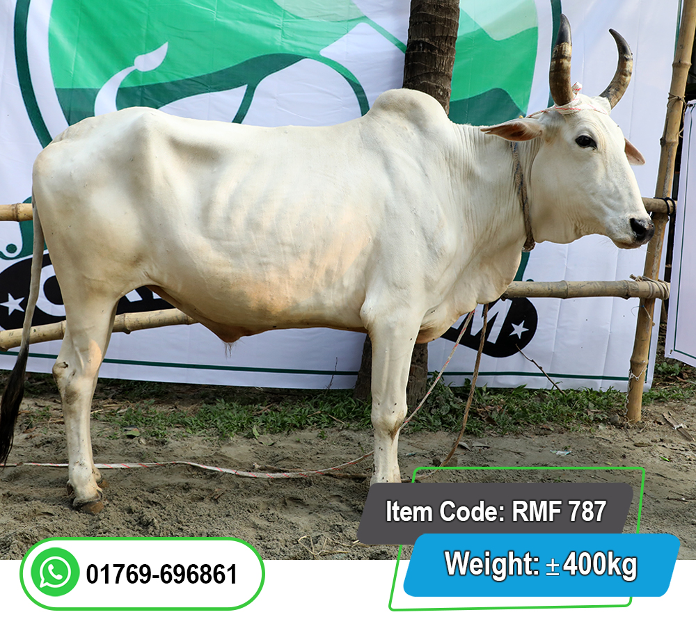 Picture of Indian Bull (ভারতীয় ষাঁড়) 400KG