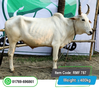 Picture of Indian Bull (ভারতীয় ষাঁড়) 400KG