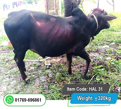 Picture of Local Bull (দেশি ষাঁড়) 320KG