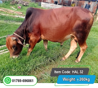 Picture of Local Bull (দেশি ষাঁড়) 260KG
