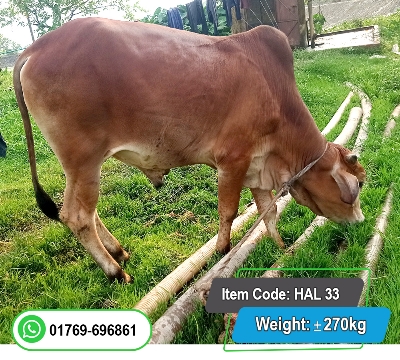 Picture of Local Bull (দেশি ষাঁড়) 270KG