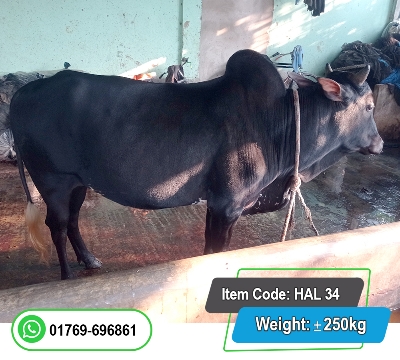 Picture of Local Bull (দেশি ষাঁড়) 250KG