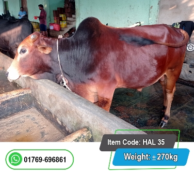 Picture of Local Bull (দেশি ষাঁড়) 270KG