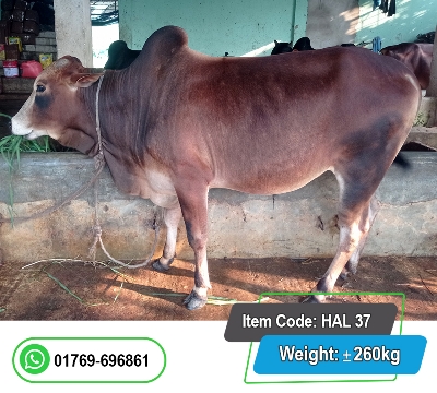 Picture of Local Bull (দেশি ষাঁড়) 250KG
