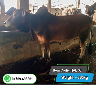 Picture of Local Bull (দেশি ষাঁড়) 265KG