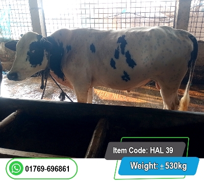 Picture of Friesian Bull (হলিস্টাইন ফ্রিজিয়ান ষাঁড়) 530KG