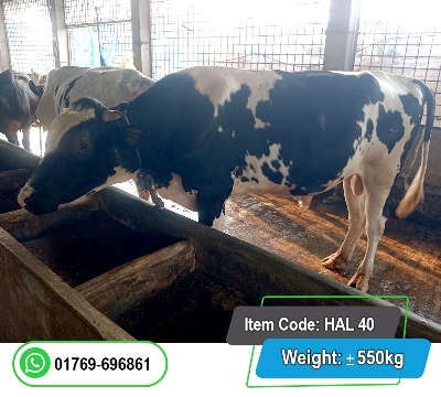 Picture of Friesian Bull (হলিস্টাইন ফ্রিজিয়ান ষাঁড়) 550KG 