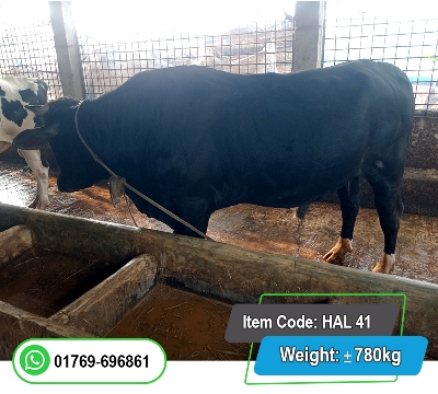 Picture of Friesian Bull (হলিস্টাইন ফ্রিজিয়ান ষাঁড়) 570KG