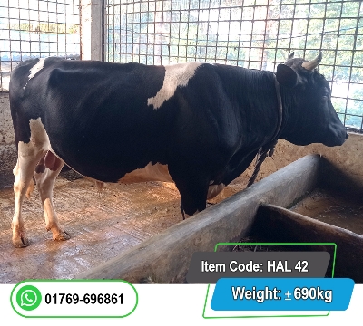 Picture of Friesian Bull (হলিস্টাইন ফ্রিজিয়ান ষাঁড়) 440KG