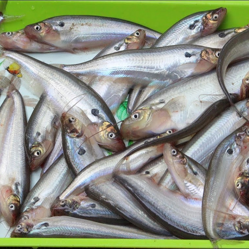 Buy Bengal meat pabda fish 500g  at Best Price In Bangladesh