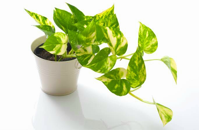 Picture of Money Plant 14 Inch long plants For Home and Office Decoration
