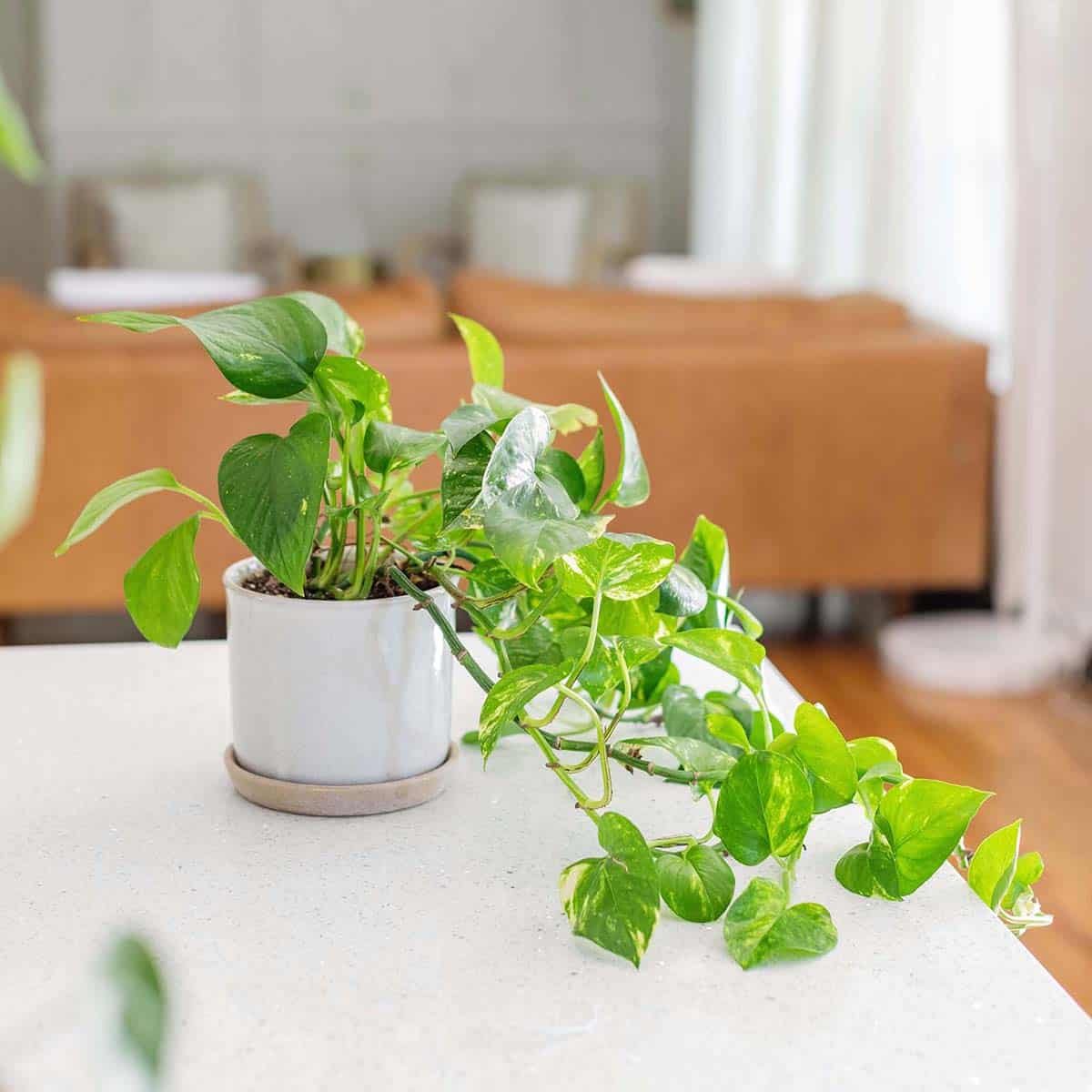 Picture of Money Plant 14 Inch long plants For Home and Office Decoration
