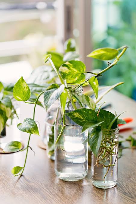 Picture of Money Plant 14 Inch long plants For Home and Office Decoration