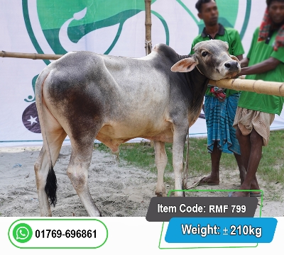 Picture of Local Bull (দেশি ষাঁড়) 210KG