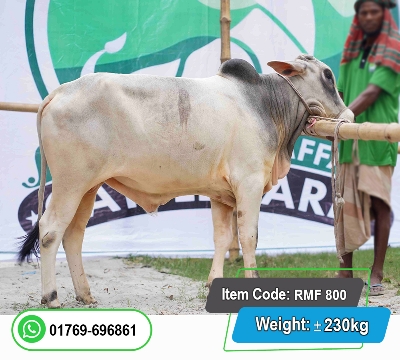 Picture of Local Bull (দেশি ষাঁড়) 230KG