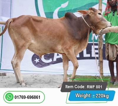 Picture of Local Bull (দেশি ষাঁড়) 220KG