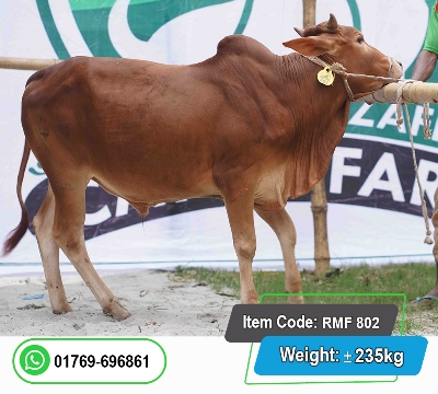Picture of Local Bull (দেশি ষাঁড়) 235KG