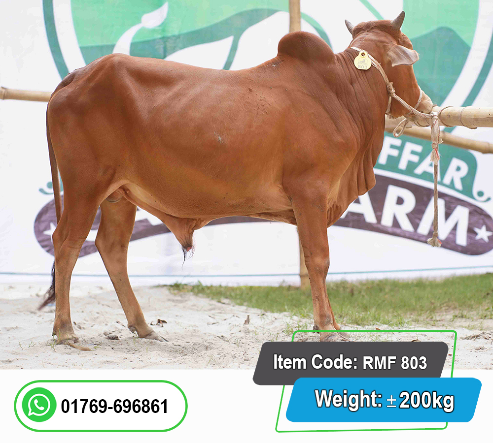 Picture of Local Bull (দেশি ষাঁড়) 200KG