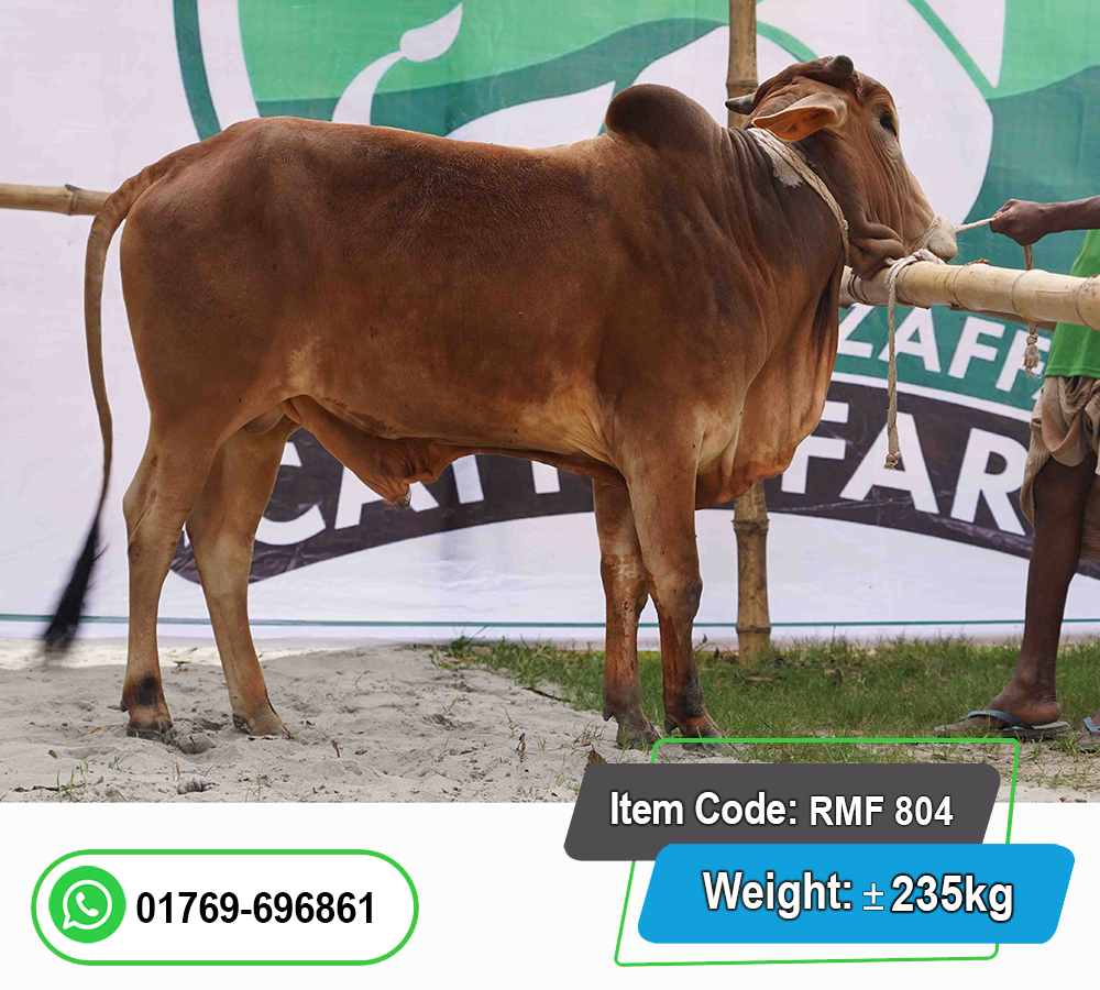Picture of Local Bull (দেশি ষাঁড়) 235KG