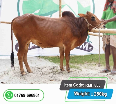 Picture of Local Bull (দেশি ষাঁড়) 250KG
