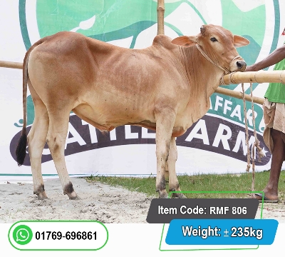 Picture of Local Bull (দেশি ষাঁড়) 235KG