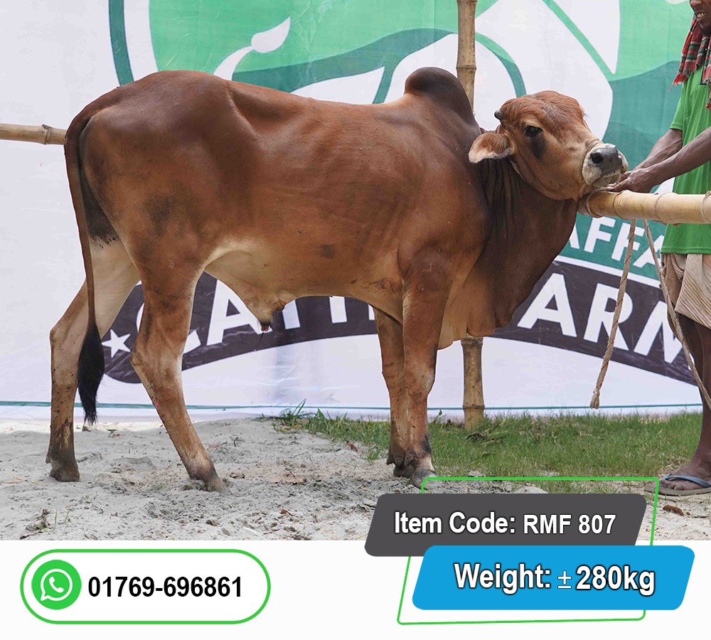 Picture of Local Bull (দেশি ষাঁড়) 280KG