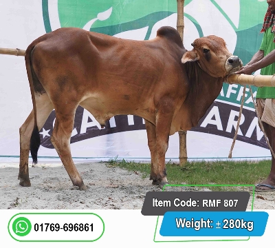 Picture of Local Bull (দেশি ষাঁড়) 280KG
