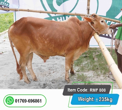 Picture of Local Bull (দেশি ষাঁড়) 235KG