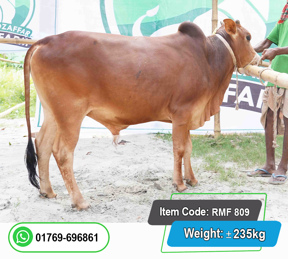 Picture of Local Bull (দেশি ষাঁড়) 235KG