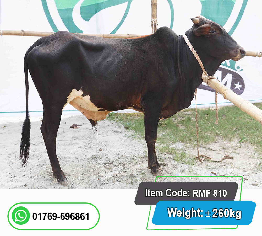 Picture of Local Bull (দেশি ষাঁড়) 260KG