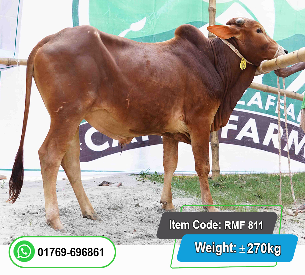 Picture of Local Bull (দেশি ষাঁড়) 270KG