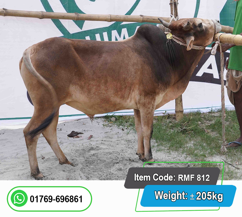 Picture of Local Bull (দেশি ষাঁড়) 205KG