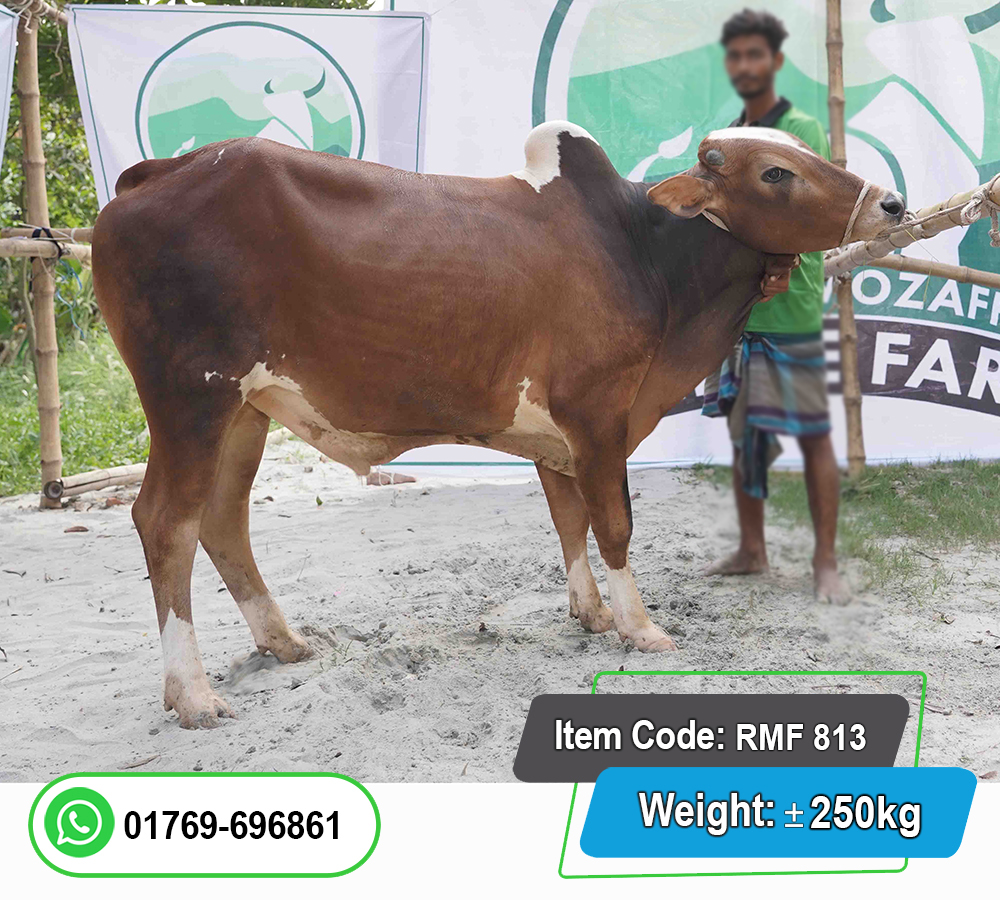 Picture of Local Bull (দেশি ষাঁড়) 250KG