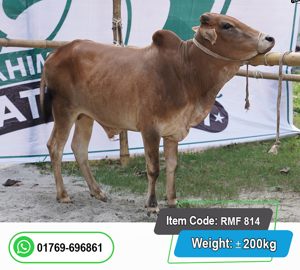 Picture of Local Bull (দেশি ষাঁড়) 200KG