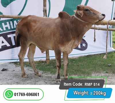 Picture of Local Bull (দেশি ষাঁড়) 200KG