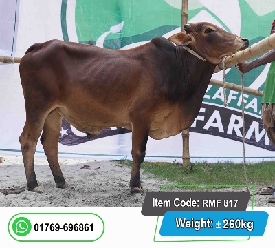 Picture of Local Bull (দেশি ষাঁড়) 260KG