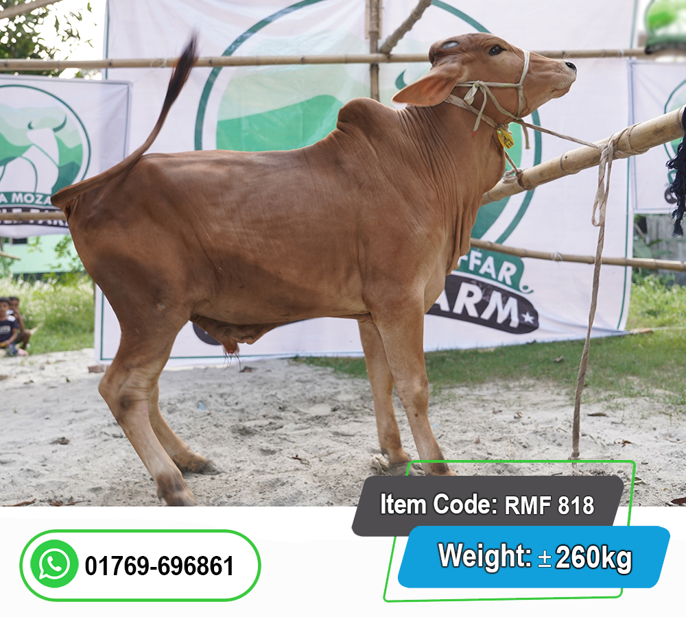 Picture of Local Bull (দেশি ষাঁড়) 260KG