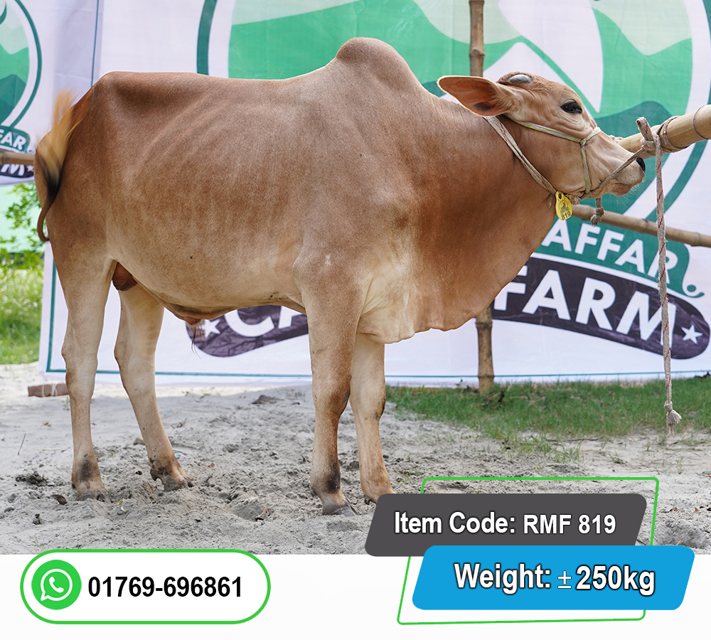 Picture of Local Bull (দেশি ষাঁড়) 250KG